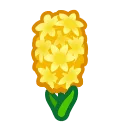 yellow hyacinths