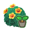 yellow-hibiscus start