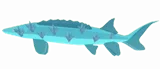 Glaciaseer Sturgeon
