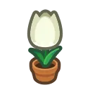 white-tulip plant