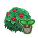 holly start