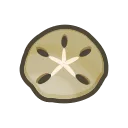 sand dollar