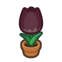 black-tulip plant