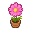 pink-cosmos plant
