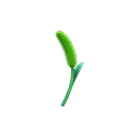 foxtail