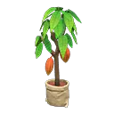 cacao tree