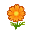 orange cosmos