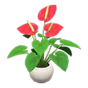 anthurium plant
