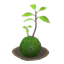 moss ball