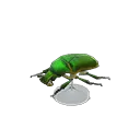 drone beetle model