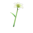 lily wand