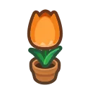 orange-tulip plant