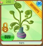 Fern