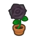 black-rose plant