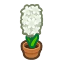 white-hyacinth plant