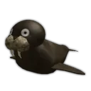 Walrus