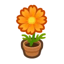 orange-cosmos plant