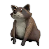 Friendly Raccoon