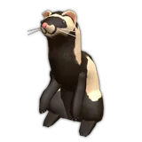 Ferret
