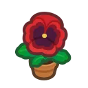 red-pansy plant