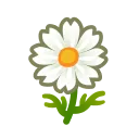 white cosmos