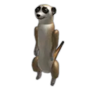 Meerkat