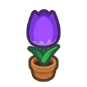 purple-tulip plant