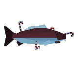 Candy Cane Carp