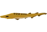 Blackmouth Catshark