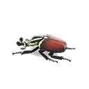 grand goliath beetle model