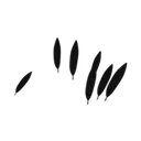 Crow Feathers