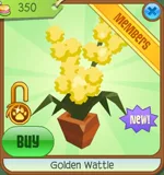 Golden Wattle
