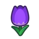 purple tulips