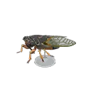 giant cicada model