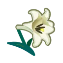 white lilies