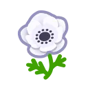 white windflowers