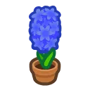 blue-hyacinth plant
