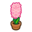pink-hyacinth plant
