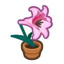 pink-lily plant