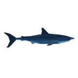 Great White Shark
