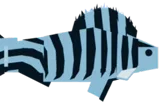 Zebrafishlet