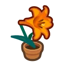orange-lily plant