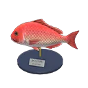 red snapper model