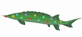 Floraseer Sturgeon