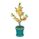 forsythia