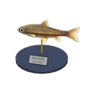 dace model