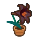 black-lily plant