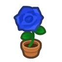 blue-rose plant