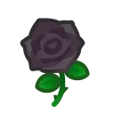 black roses