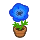 blue-windflower plant